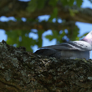 Racing Pigeon Nest Gathering.jpg