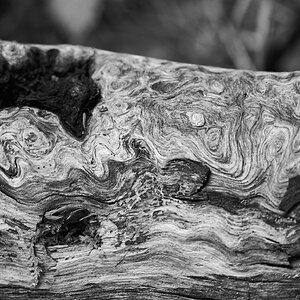 Log - Cobscook Shores Park Maine - 06222025 - 01 BW.jpg