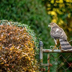 Cooper's hawk - Home - 12132020 - 01.jpg