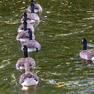 goose squadron Greenwich Park-2.jpg