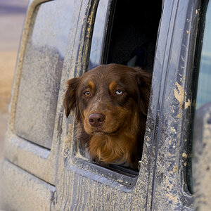 Osa in the Jeep.jpg