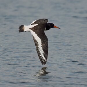 oyster catcher  2025.jpg