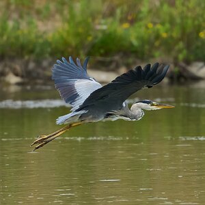 heron 2025.jpg