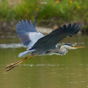heron 2025_3.jpg