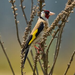 goldfinch 2025.jpg