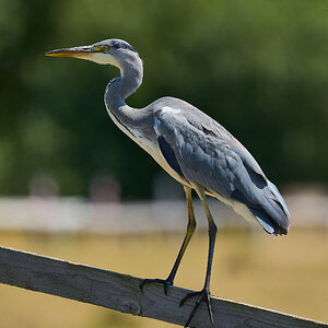 heron 2025 32.jpg