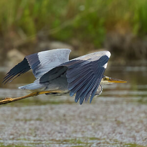 heron 2025_1.jpg