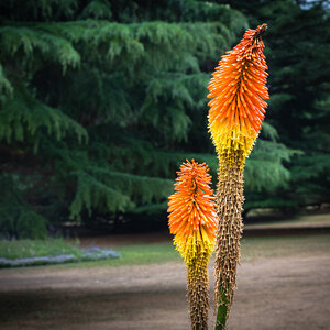 aloe-1.jpg