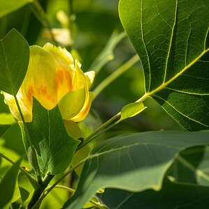 flower Greenwich Park-1.jpg