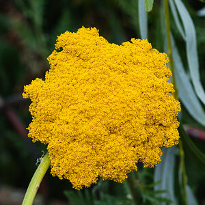 yarrow-2.jpg