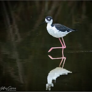 Stilt1.jpg