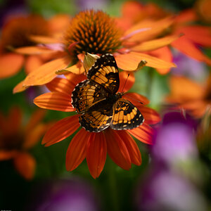 Silvery Checkerspot (Chlosyne nycteis)
