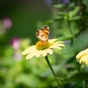 Silvery Checkerspot (Chlosyne nycteis)