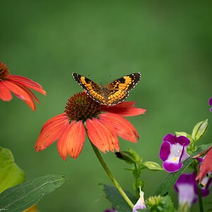 Silvery Checkerspot (Chlosyne nycteis)