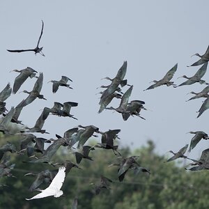 Glossy ibis