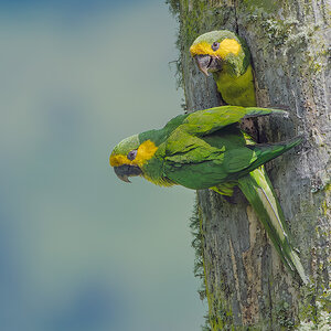 Yellow-eared-Parrot_DSC4848-2-Edit.jpg