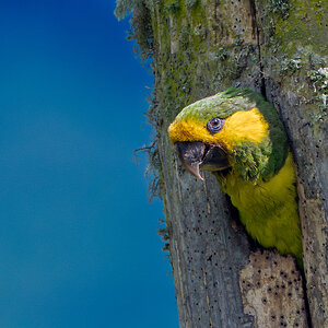 Yellow-eared-Parrot_DSC5028-Edit.jpg