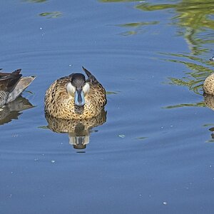 25A02272martin mere puna teal.jpg