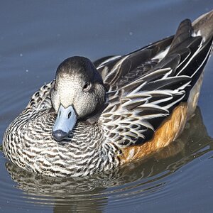 25A02251martin mere chiloe wigeon.jpg