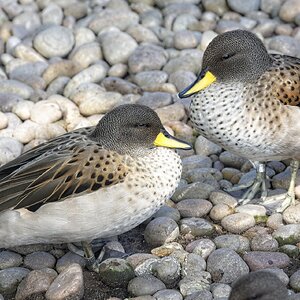 25A02315martin mere sharp winged teal.jpg