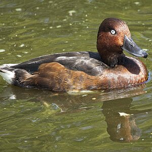 25A02445martin mere ferruginous duck.jpg