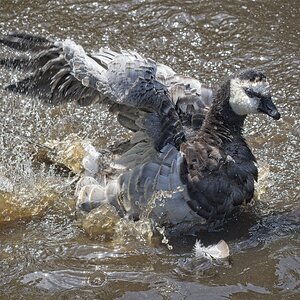 25A02481martin mere barnacle goose.jpg