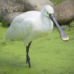 25A02724martin mere spoonbill.jpg