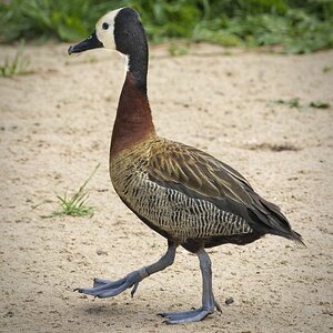 25A02696martin mere white faced whistling duck.jpg