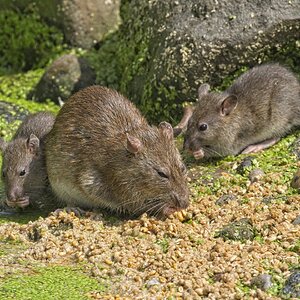 25A02685martin mere rats.jpg