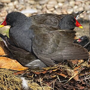 25A02281martin mere moorhen.jpg