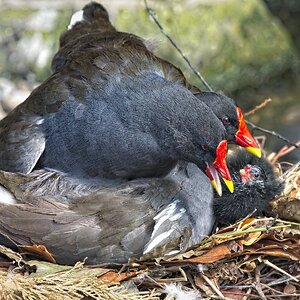 25A02285martin mere moorhen.jpg