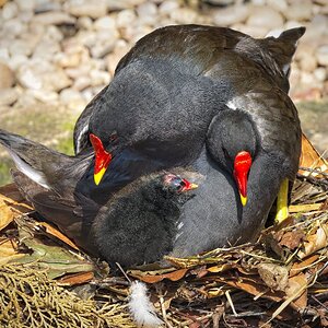 25A02301martin mere moorhen.jpg