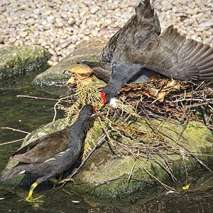 25A02305martin mere moorhen.jpg