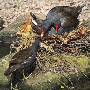 25A02308martin mere moorhen.jpg