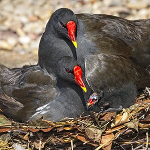 25A02311martin mere moorhen.jpg
