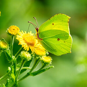 DSC08316 - Common Brimstone butterfly.jpeg