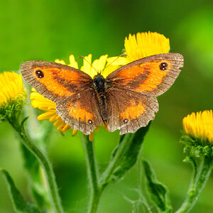 DSC08301 - Gatekeeper butterfly.jpeg
