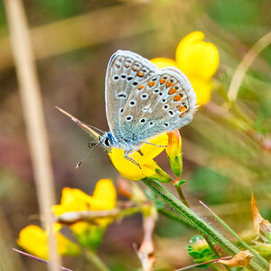 DSC08157 - Common Blue butterfly.jpeg