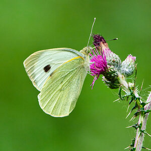 DSC08261 - Large White butterfly.jpeg