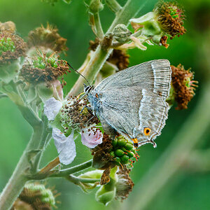 DSC08183 - Purple Hairstreak butterfly.jpeg