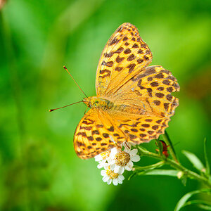 DSC08251 Dark Green Fritillary butterfly.jpeg