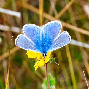 DSC08168 - Common Blue butterfly.jpeg