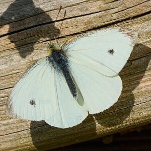butterfly 2024 19.jpg