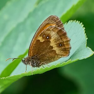 butterfly 2024 11.jpg