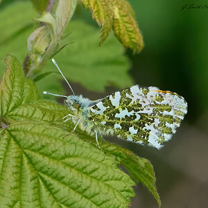 butterfly 2024 8.jpg