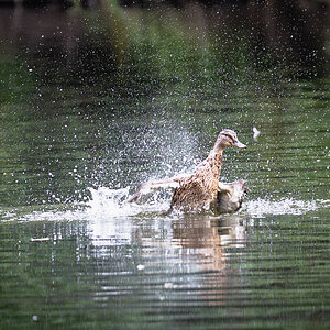 splashy duch stjames-1.jpg