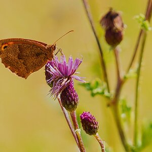 20230730-_DSC6624-Edit.jpg