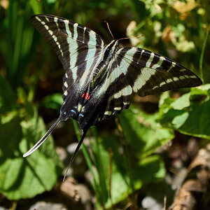 Zebra Swallowtail Butterfly - Merietta PA - 07312021 - 40 -DN.jpg