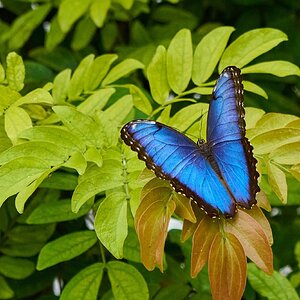 Blue Morpho -South Coast Botanical Gardens - 05162024 - 27- DN.jpg