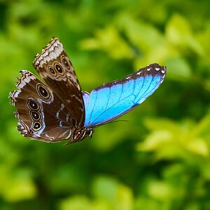 Blue Morpho -South Coast Botanical Gardens - 05162024 - 26- DN.jpg